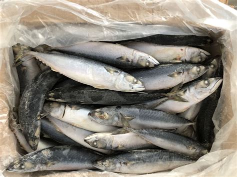 bdo mackerel|frozen mackerel for sale.